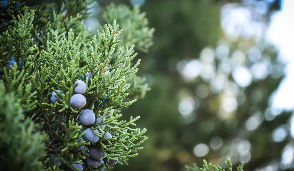 Juniper berries on an evergreen branch