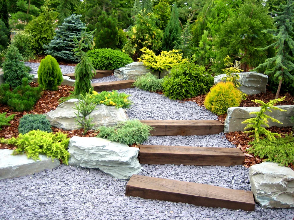Landscaped rock garden with mulch path and conifers