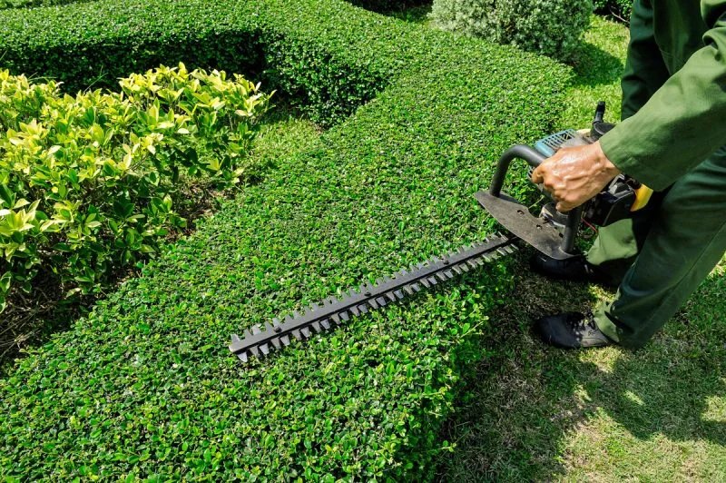 Gardener using a hedge trimmer on a manicured hedge
