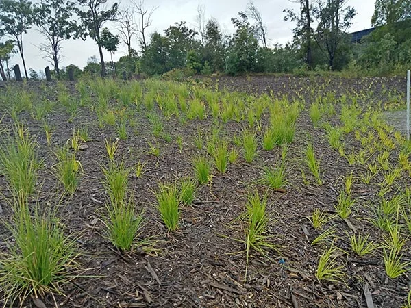 Replanted grasses across a rehabilitated green space