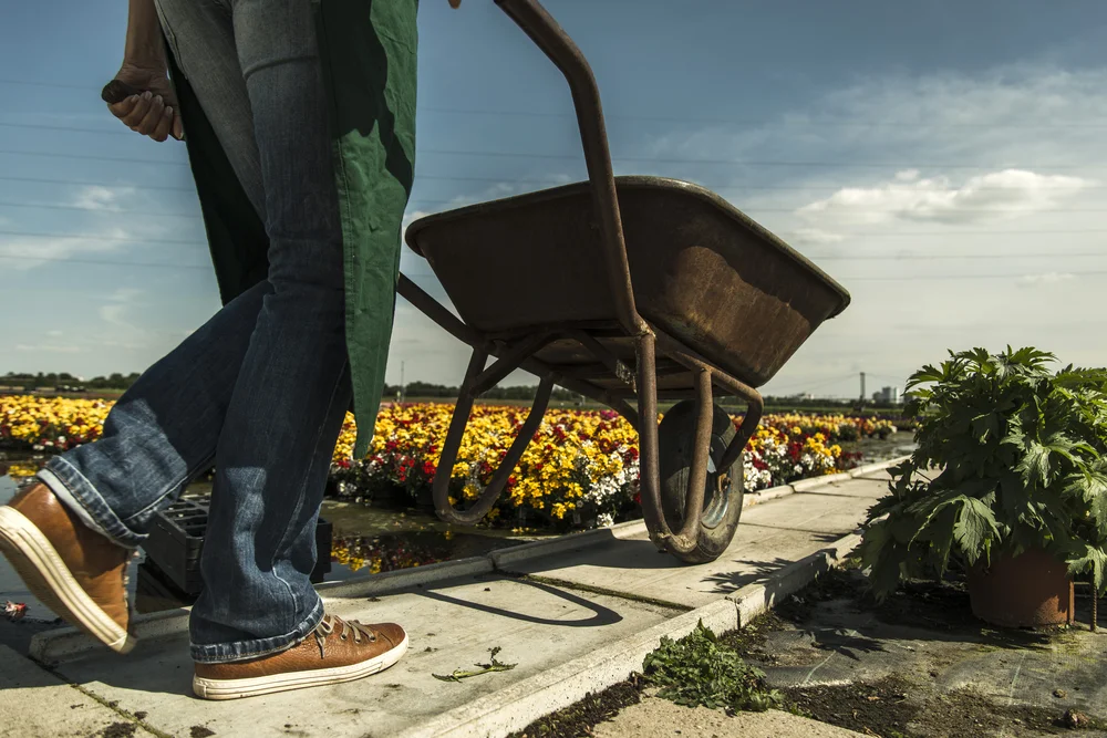 Walking with a wheelbarrow through flower fields