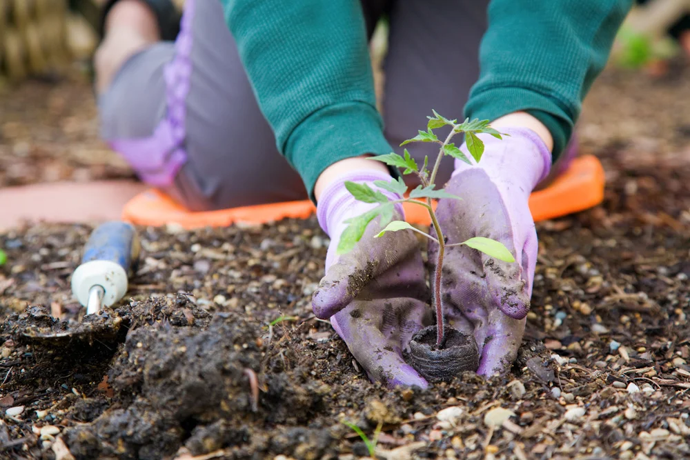 Hands planting a tree seedling in soil